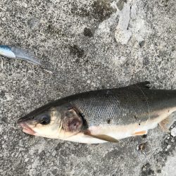 出張フィッシング